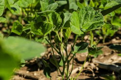 A green plant in the middle of a field